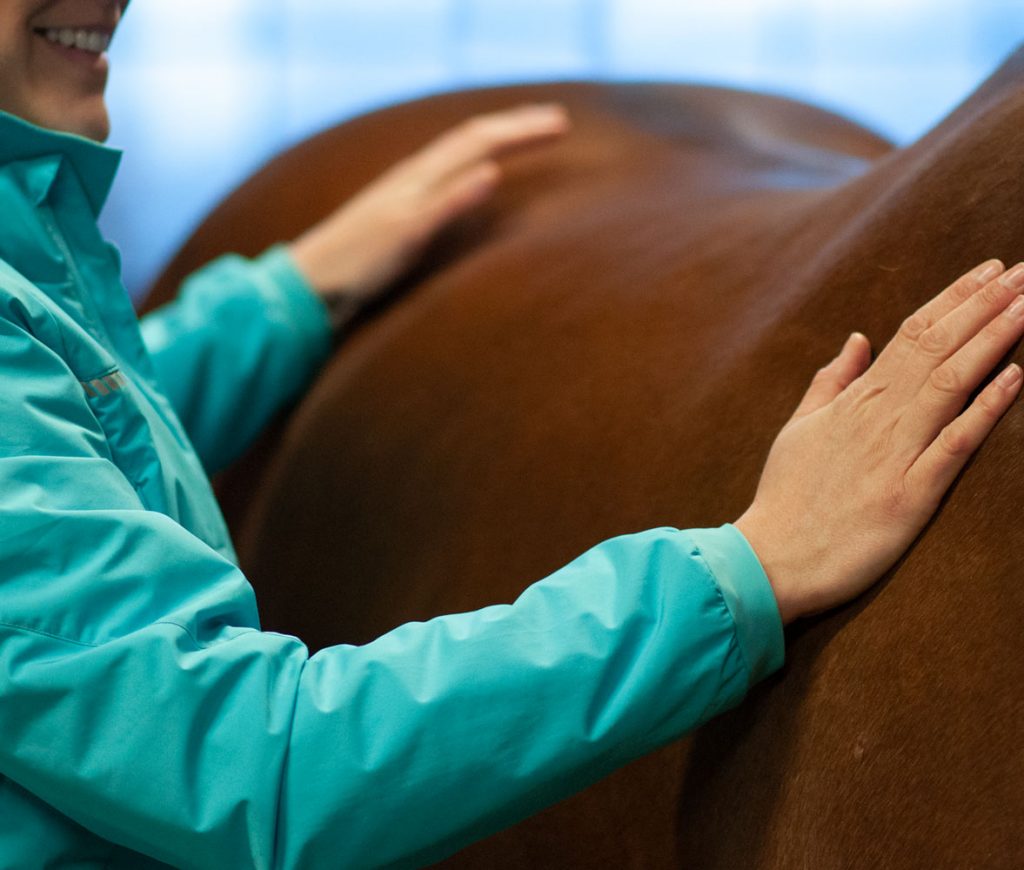 Faszienmassage & Faszientherapie Pferd
