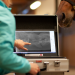 ECVM Pferd - Diagnose & Behandlung