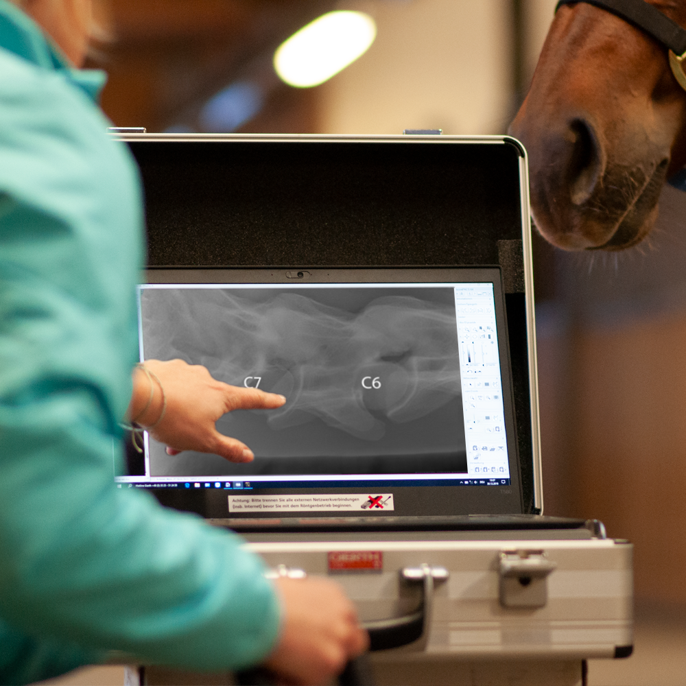 ECVM Pferd Röntgen